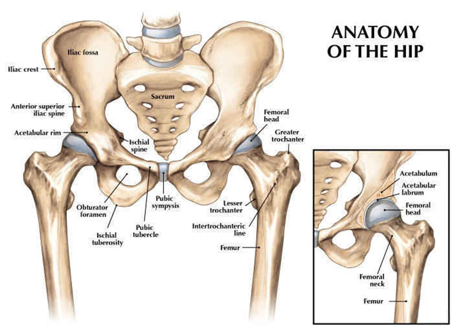 hip joint anatomy