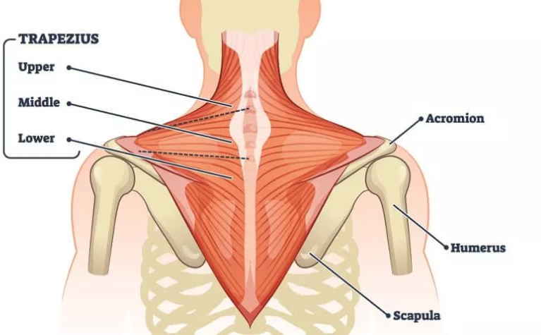 trapezius muscles